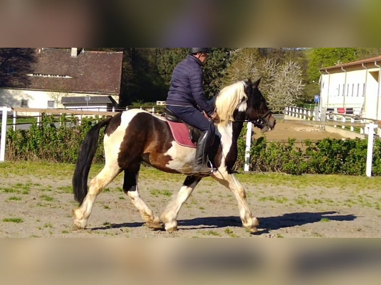 Other Heavy Horses Gelding 6 years 15.1 hh Pinto in Kamenz
