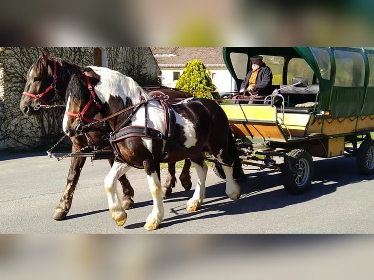 Other Heavy Horses Gelding 6 years 15.1 hh Pinto in Kamenz