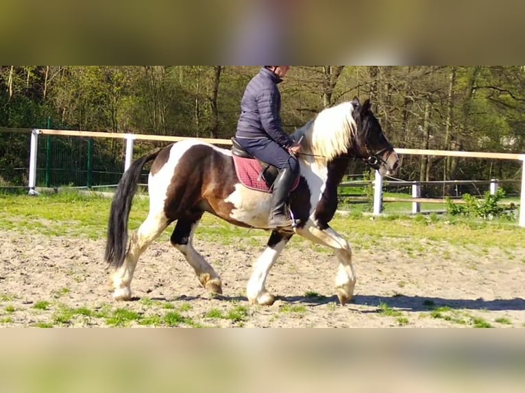 Other Heavy Horses Gelding 6 years 15.1 hh Pinto in Kamenz