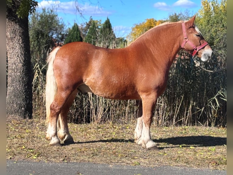 Other Heavy Horses Gelding 6 years 15,1 hh Chestnut-Red in Békés Other Heavy Horses Gelding 6 years 15,1 hh Chestnut-Red in Békés