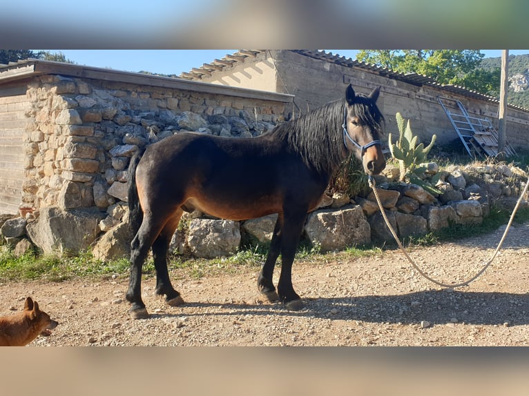 Other Heavy Horses Gelding 6 years 15,1 hh in Montgaillard Other Heavy Horses Gelding 6 years 15,1 hh in Montgaillard