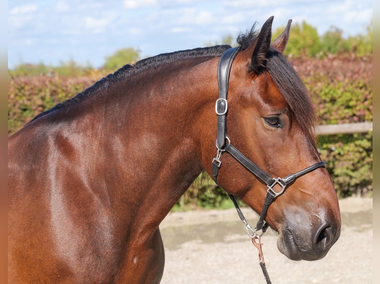 Other Heavy Horses Gelding 6 years 15,2 hh Bay-Dark in Neustadt (Wied)