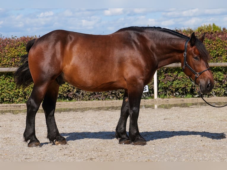 Other Heavy Horses Gelding 6 years 15,2 hh Bay-Dark in Neustadt (Wied)