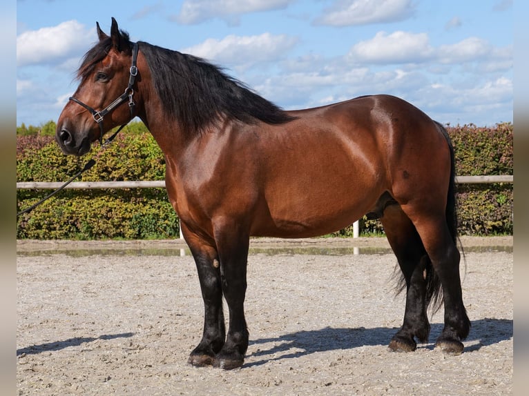 Other Heavy Horses Gelding 6 years 15,2 hh Bay-Dark in Neustadt (Wied)