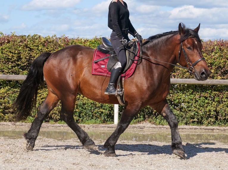 Other Heavy Horses Gelding 6 years 15,2 hh Bay-Dark in Neustadt (Wied)