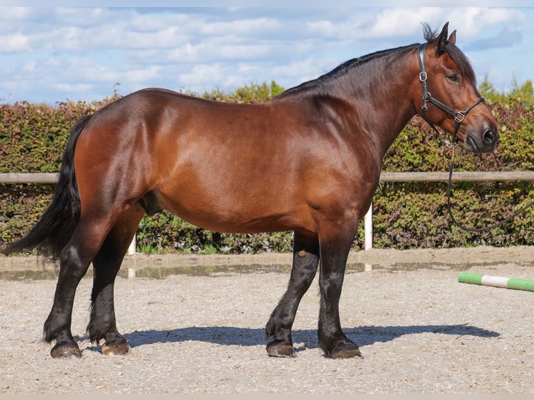 Other Heavy Horses Gelding 6 years 15,2 hh Bay-Dark in Neustadt (Wied)