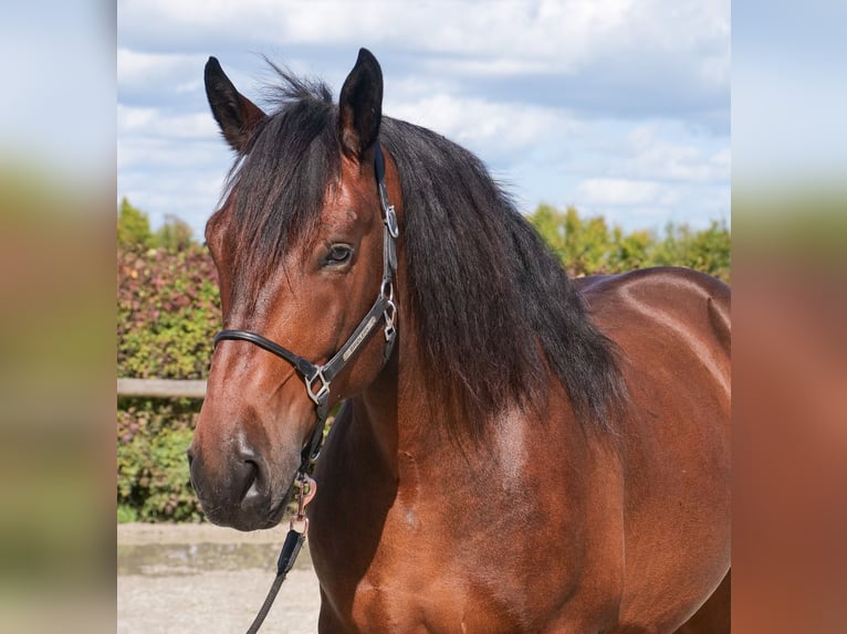 Other Heavy Horses Gelding 6 years 15,2 hh Bay-Dark in Neustadt (Wied)