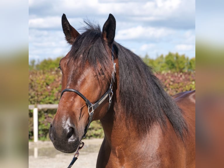 Other Heavy Horses Gelding 6 years 15,2 hh Bay-Dark in Neustadt (Wied)