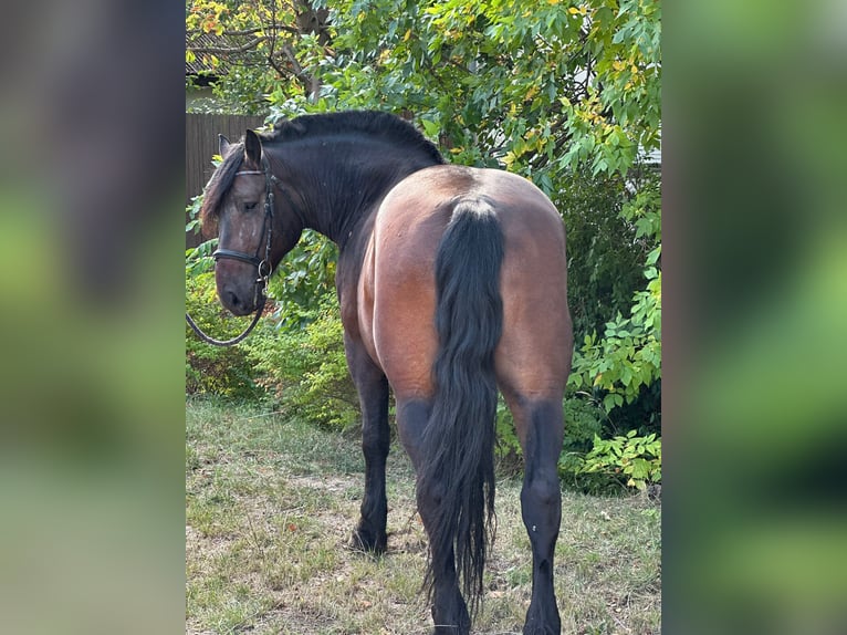 Other Heavy Horses Gelding 6 years 15,3 hh Bay-Dark in &#xD6;cs&#xF6;d