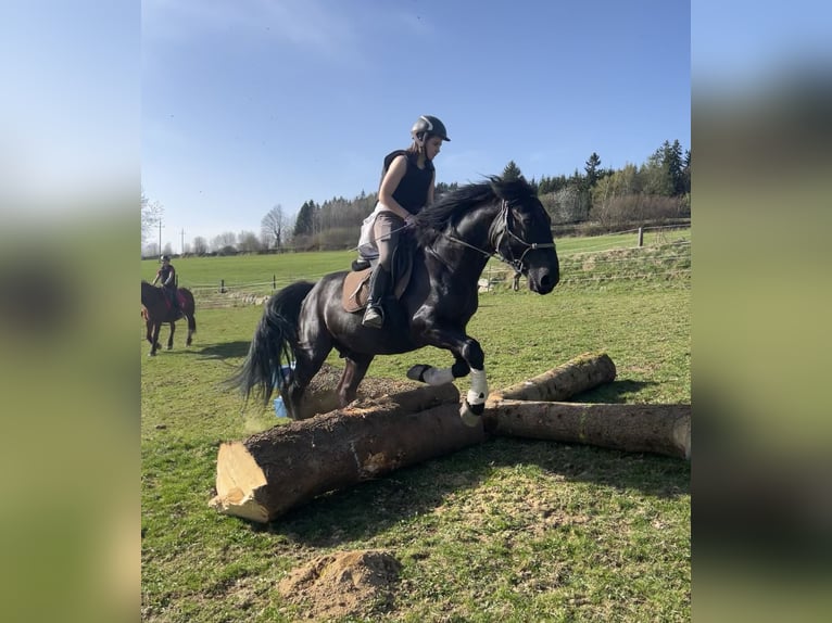 Other Heavy Horses Gelding 6 years 16,2 hh Black in St.oswald Bei Fr