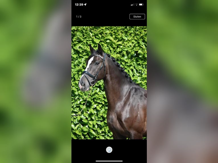 Other Heavy Horses Gelding 6 years 16 hh Bay-Dark in Bourtange