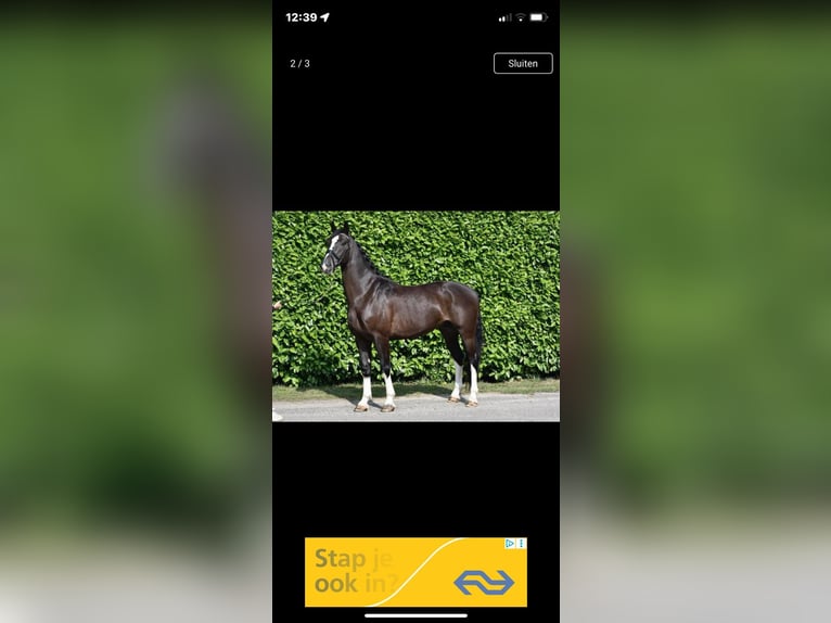 Other Heavy Horses Gelding 6 years 16 hh Bay-Dark in Bourtange