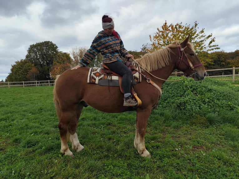 Other Heavy Horses Gelding 6 years 16 hh Chestnut-Red in Linkenbach