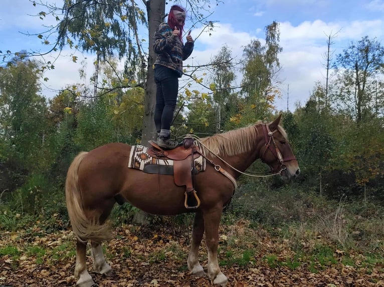 Other Heavy Horses Gelding 6 years 16 hh Chestnut-Red in Linkenbach