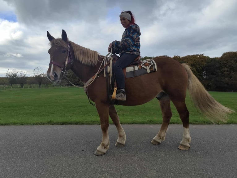 Other Heavy Horses Gelding 6 years 16 hh Chestnut-Red in Linkenbach