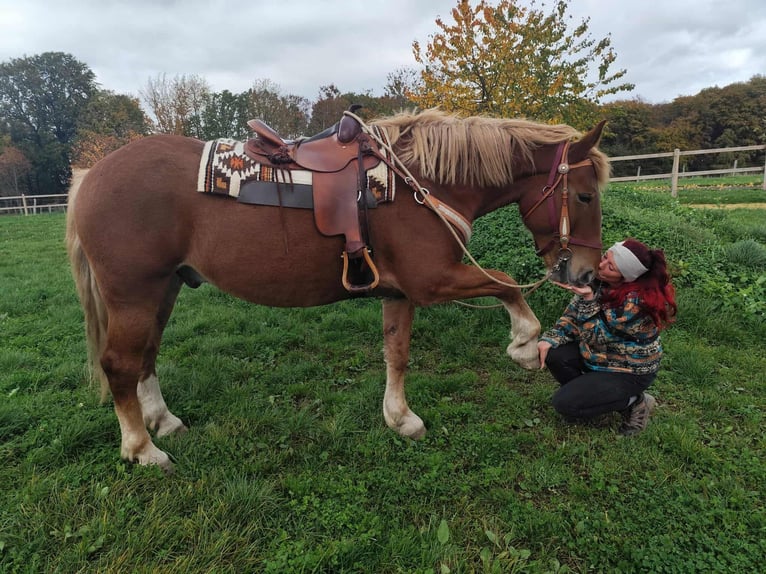 Other Heavy Horses Gelding 6 years 16 hh Chestnut-Red in Linkenbach