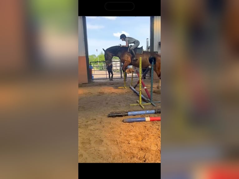 Other Heavy Horses Mix Gelding 6 years 16,3 hh Brown in Liverpool, Merseyside