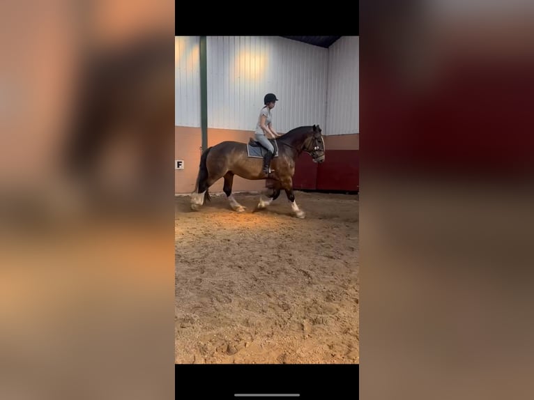 Other Heavy Horses Mix Gelding 6 years 16,3 hh Brown in Liverpool, Merseyside