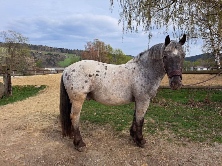 Other Heavy Horses Gelding 7 years 14.2 hh Leopard-Piebald in Haideggendorf