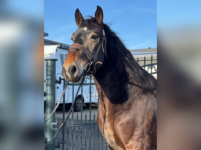 Other Heavy Horses Mix Gelding 7 years 15,2 hh Brown-Light in Nettersheim