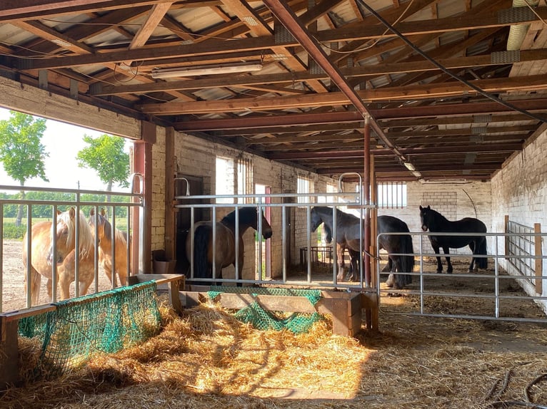 Other Heavy Horses Mix Gelding 7 years 15,2 hh in Kremmen
