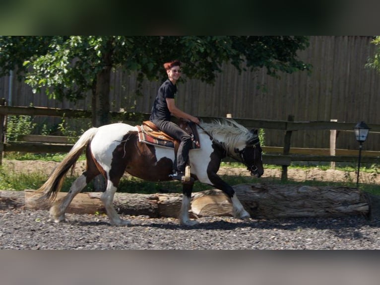 Other Heavy Horses Mix Gelding 7 years 15,2 hh in Kremmen