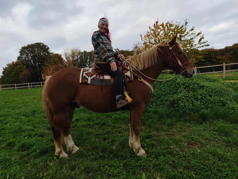 Other Heavy Horses Gelding 7 years 16 hh Chestnut-Red in Linkenbach