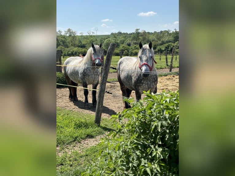Other Heavy Horses Gelding 7 years Gray-Dapple in Levice Slovensko