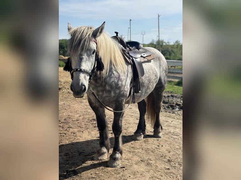 Other Heavy Horses Gelding 7 years Gray-Dapple in Levice Slovensko