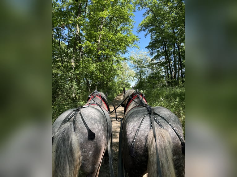 Other Heavy Horses Gelding 7 years Gray-Dapple in Levice Slovensko