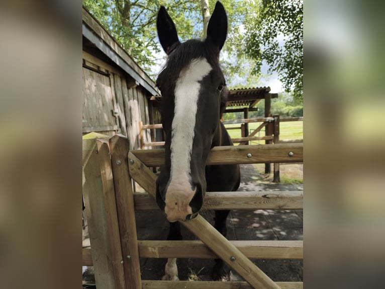 Other Heavy Horses Mix Gelding 8 years 15.2 hh Black in Ahaus