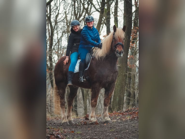 Other Heavy Horses Gelding 8 years 16,2 hh Chestnut-Red in Nettersheim