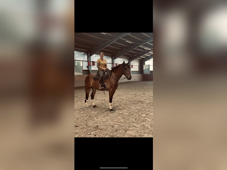 Other Heavy Horses Mix Gelding 8 years 16,3 hh Brown in Mönchengladbach