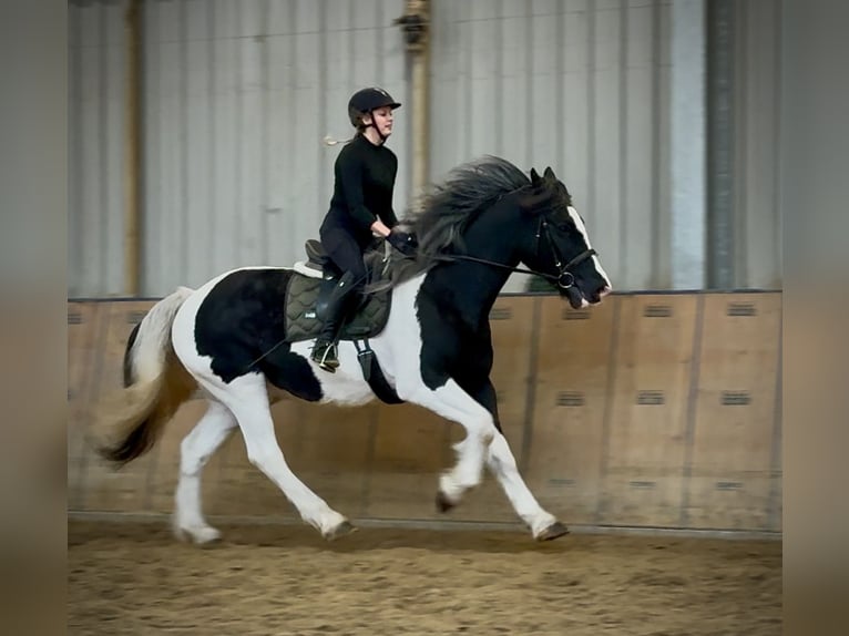 Other Heavy Horses Gelding 8 years 16 hh Pinto in Neustadt (Wied)