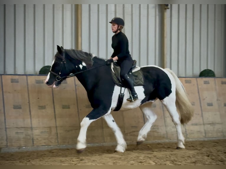 Other Heavy Horses Gelding 8 years 16 hh Pinto in Neustadt (Wied)
