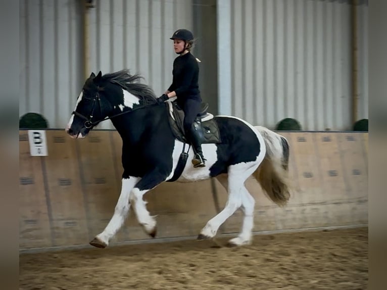 Other Heavy Horses Gelding 8 years 16 hh Pinto in Neustadt (Wied)
