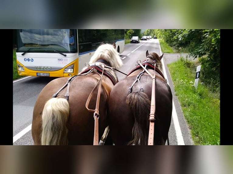 Other Heavy Horses Gelding 8 years 16,1 hh Chestnut-Red in Kamenz