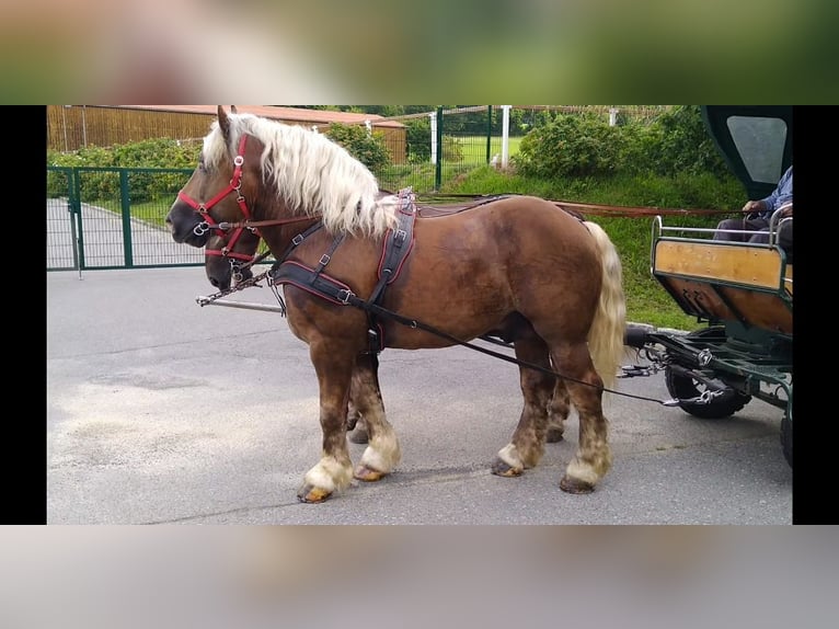 Other Heavy Horses Gelding 8 years 16,1 hh Chestnut-Red in Kamenz