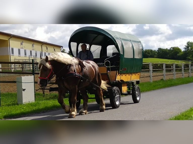 Other Heavy Horses Gelding 8 years 16,1 hh Chestnut-Red in Kamenz