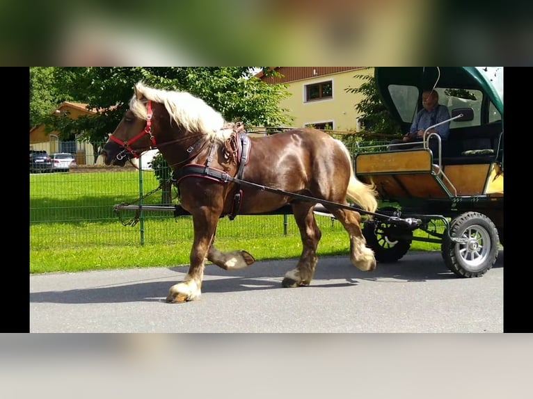 Other Heavy Horses Gelding 8 years 16,1 hh Chestnut-Red in Kamenz