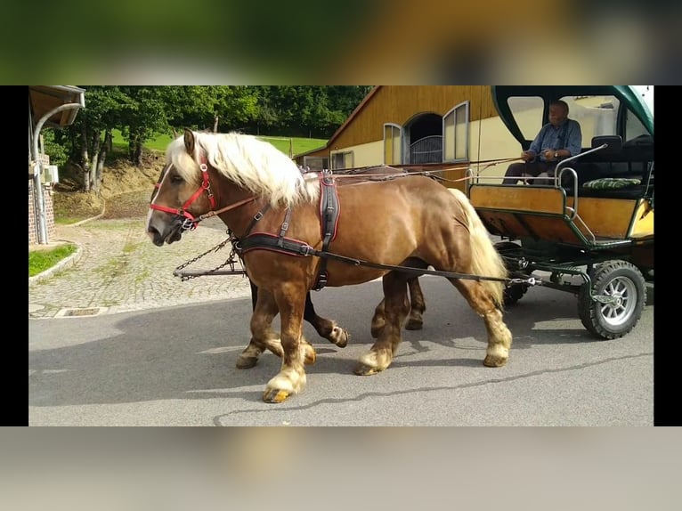 Other Heavy Horses Gelding 8 years 16,1 hh Chestnut-Red in Kamenz