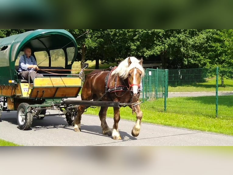 Other Heavy Horses Gelding 8 years 16,1 hh Chestnut-Red in Kamenz