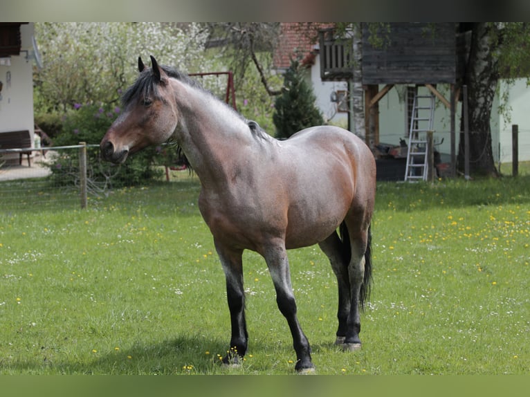 Other Heavy Horses Mix Gelding 9 years 16 hh Roan-Bay in Nestelbach bei Graz