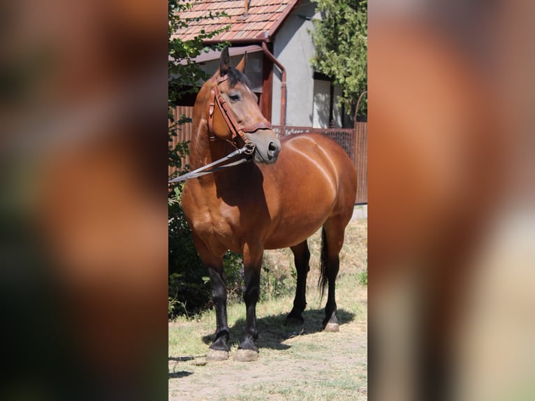 Other Heavy Horses Mix Mare 10 years 14.2 hh Brown in Neu Gaarz