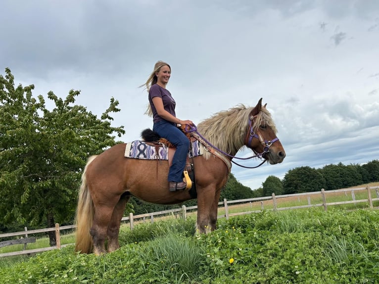 Other Heavy Horses Mare 10 years 15 hh Chestnut in Linkenbach