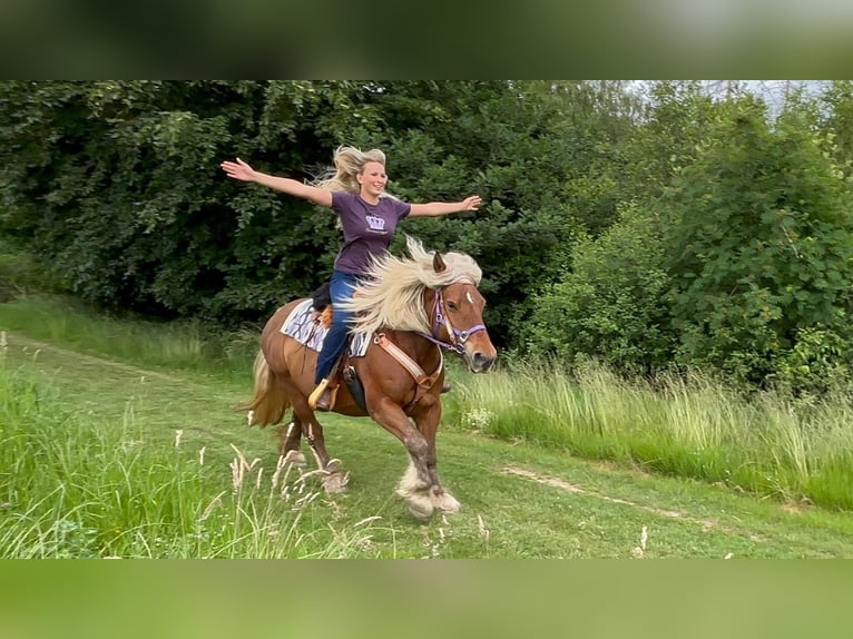 Other Heavy Horses Mare 10 years 15 hh Chestnut in Linkenbach