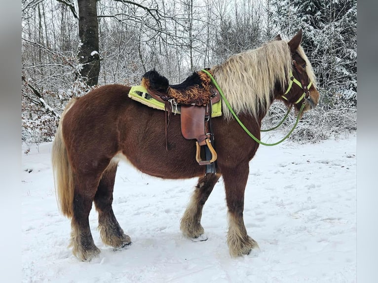 Other Heavy Horses Mare 10 years 15,1 hh Chestnut-Red in Linkenbach