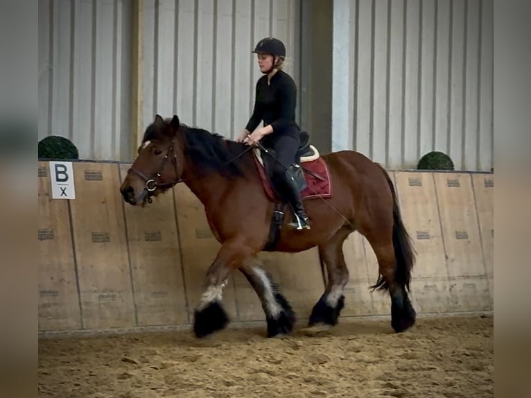 Other Heavy Horses Mare 11 years 14,3 hh Brown in Neustadt (Wied)