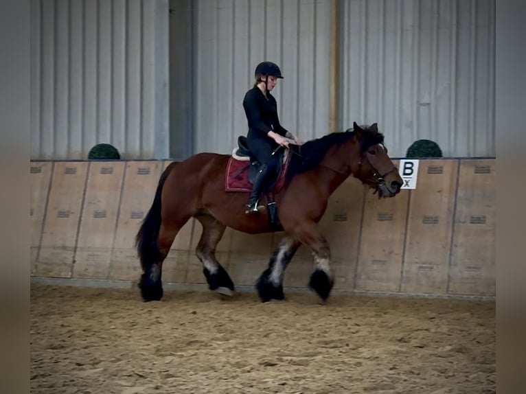 Other Heavy Horses Mare 11 years 14,3 hh Brown in Neustadt (Wied)