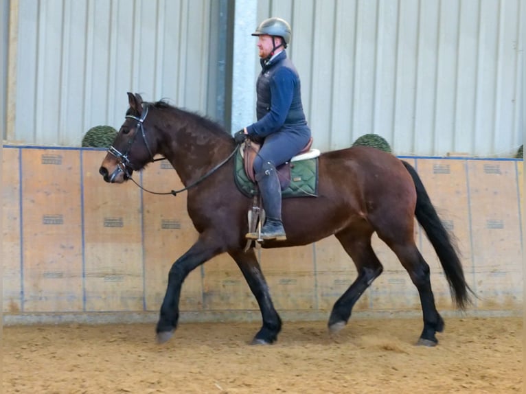 Other Heavy Horses Mare 11 years 15,2 hh Brown in Neustadt (Wied)